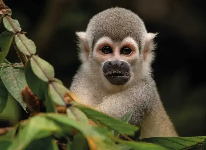 5-дневный культурный тур по джунглям Ясуни (2/7)