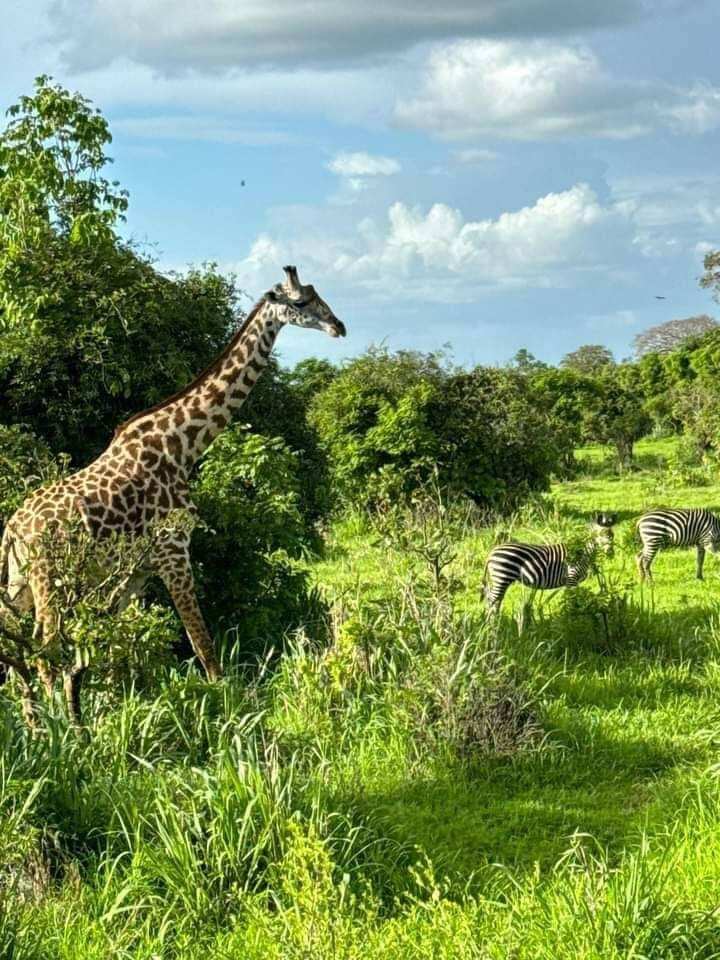 Удивительный Занзибар  и Один День В Танзании, увидеть большую пятёрку (11/89)