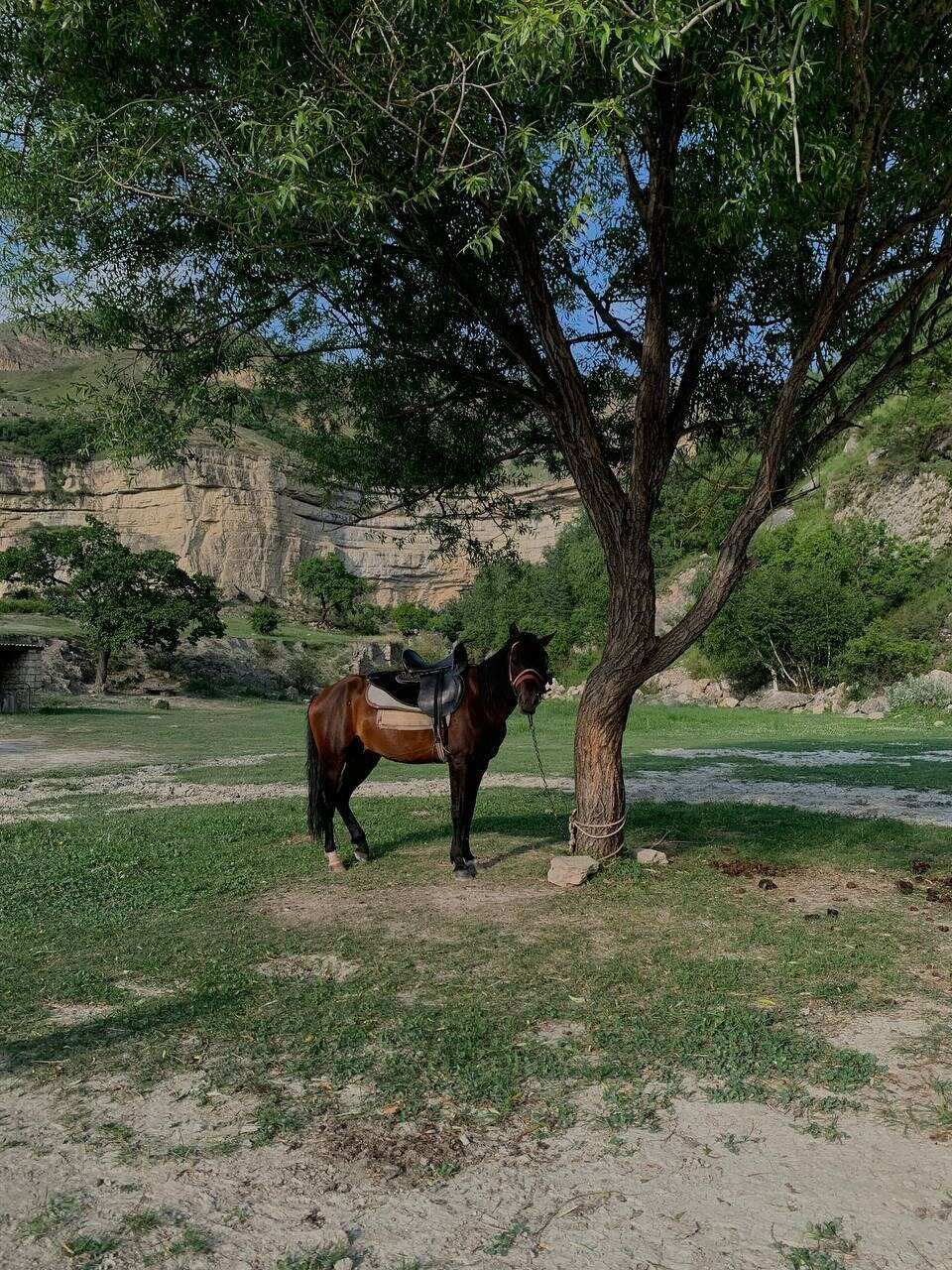 Молодёжный Тур В Дагестан (18/84)