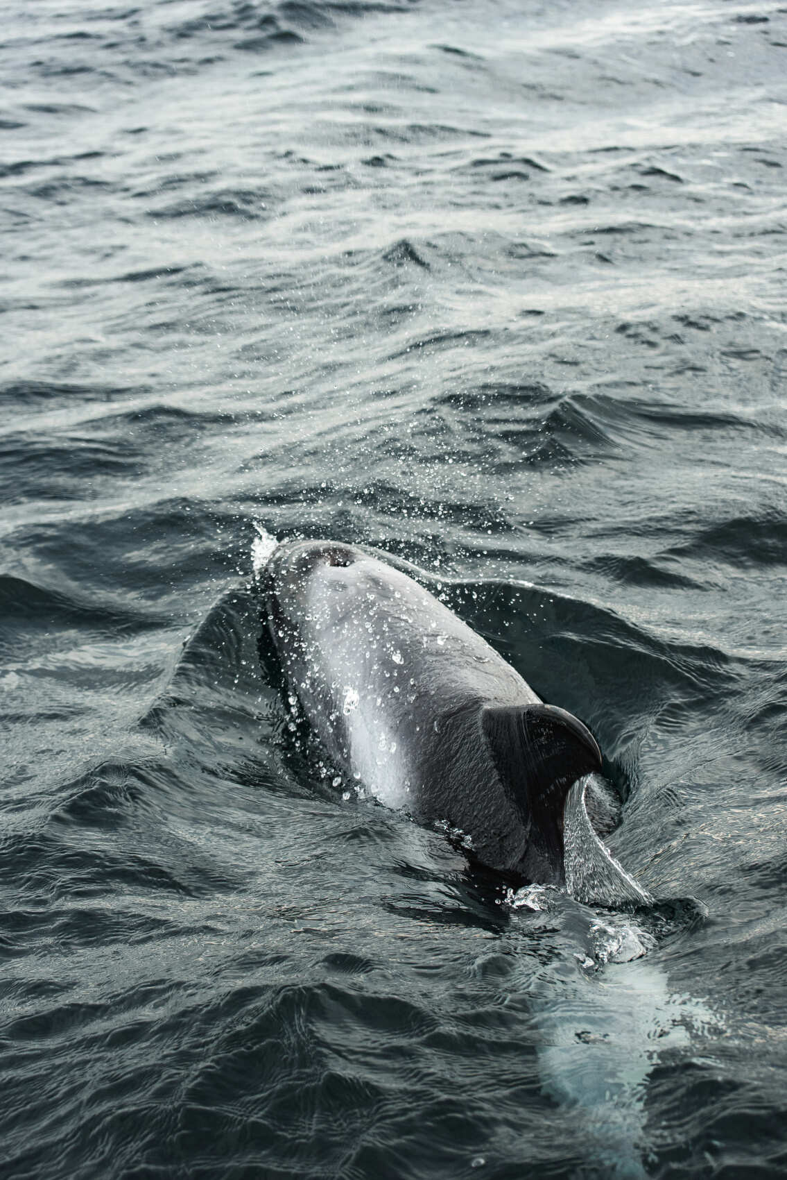 Фото экспедиция по Кольскому п-ову (+Рыбачий+Средний+ киты) (9/33)