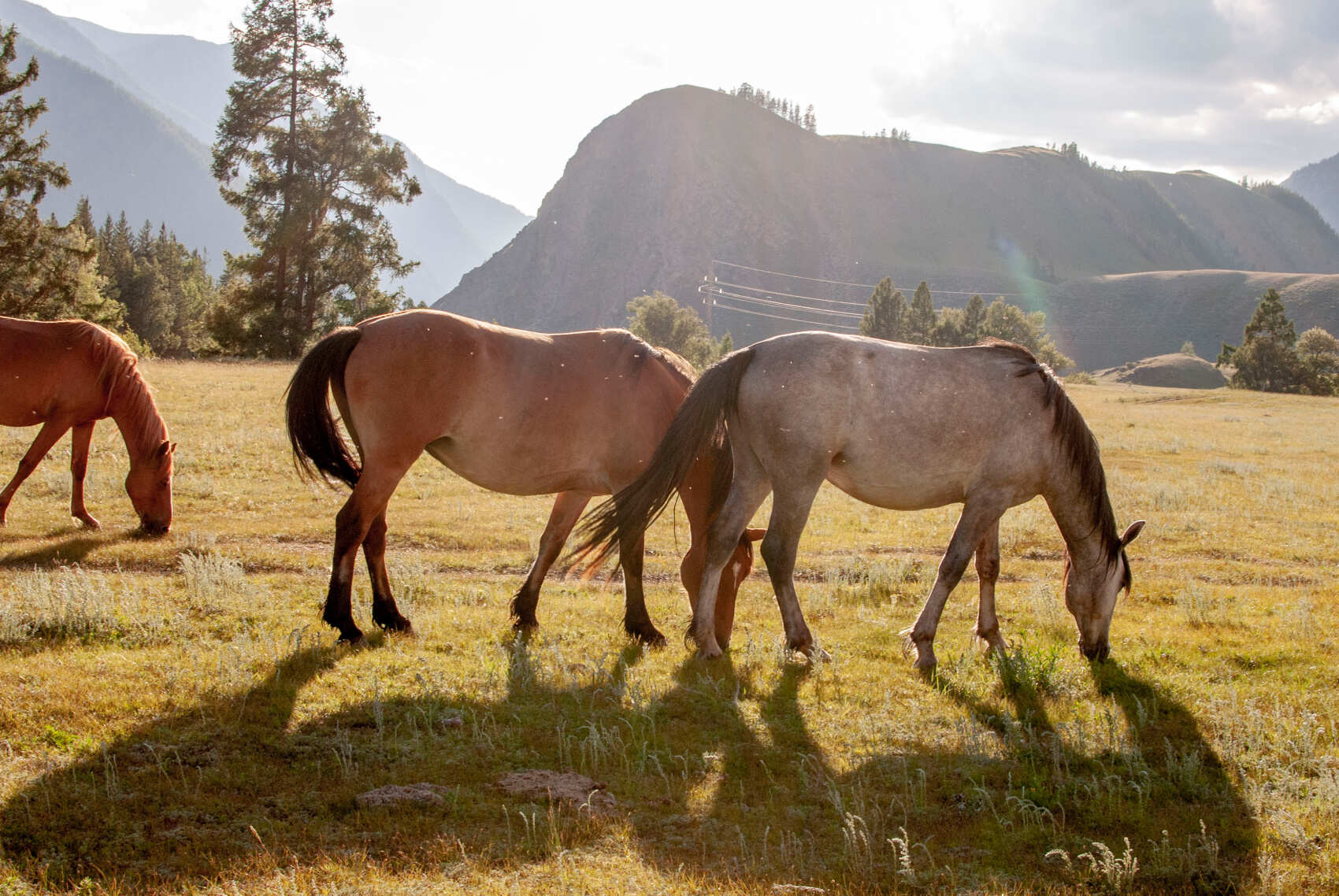 Актив-тур +: конные прогулки, сплав, трекинг, Чуйский тракт! (7/43)