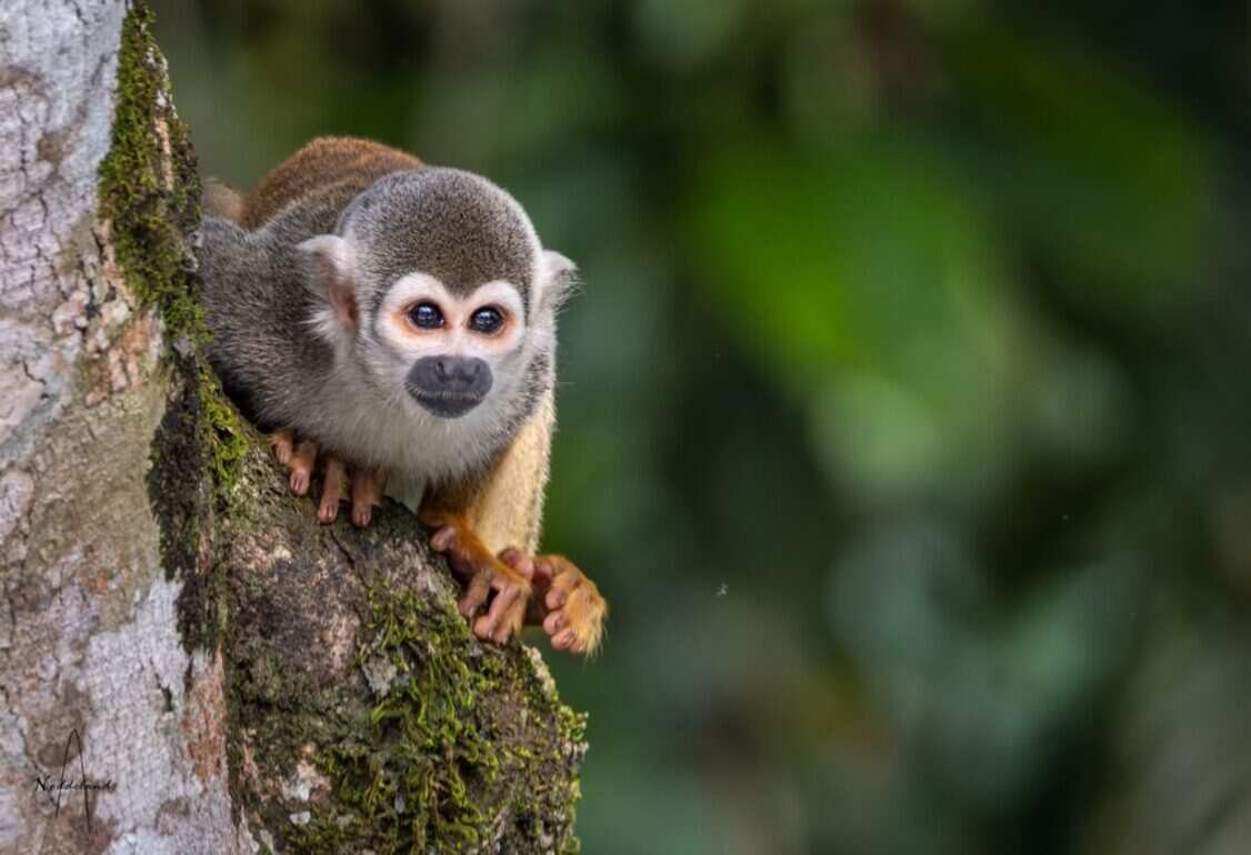 Amazon Adventure in Yasun  7 Days (6/19)