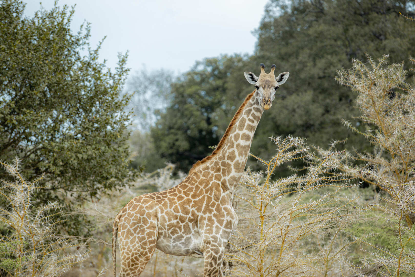 10 дней Масаи Мара, озеро Найваша, пляж Амбосели и Диани (8/34)