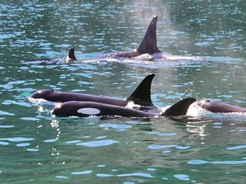 6. Аляска. Лето. Максимальный тур! (3/25)