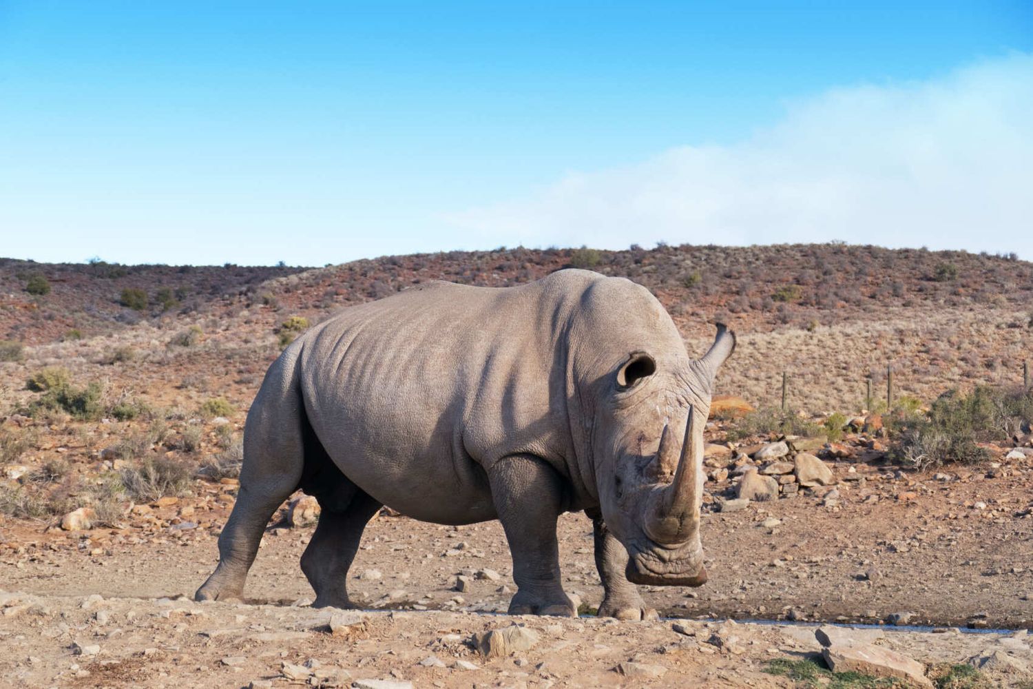 Юар: пингвины и киты (11/51)