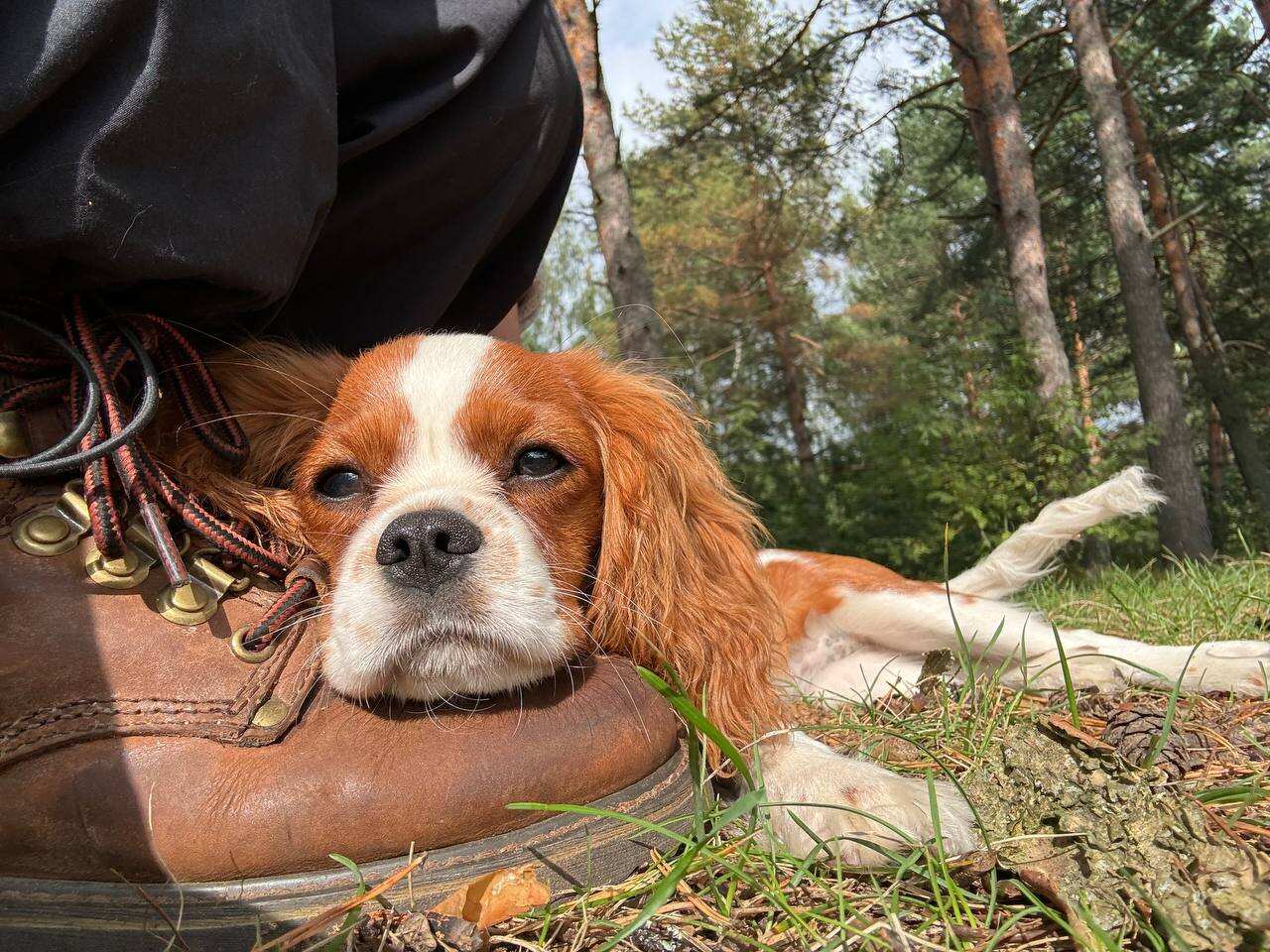 Сплав на байдарках по реке Клязьма (Подмосковье) с походной баней и казаном (24/27)