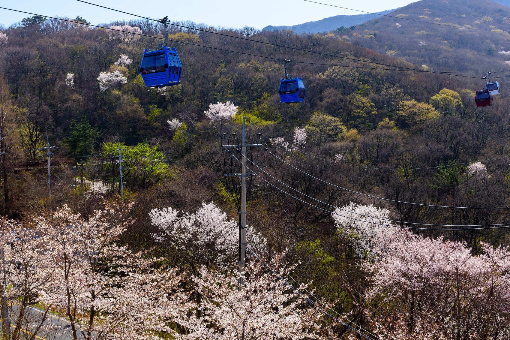 Южная Корея. Сакура в утренней свежести (24/34)