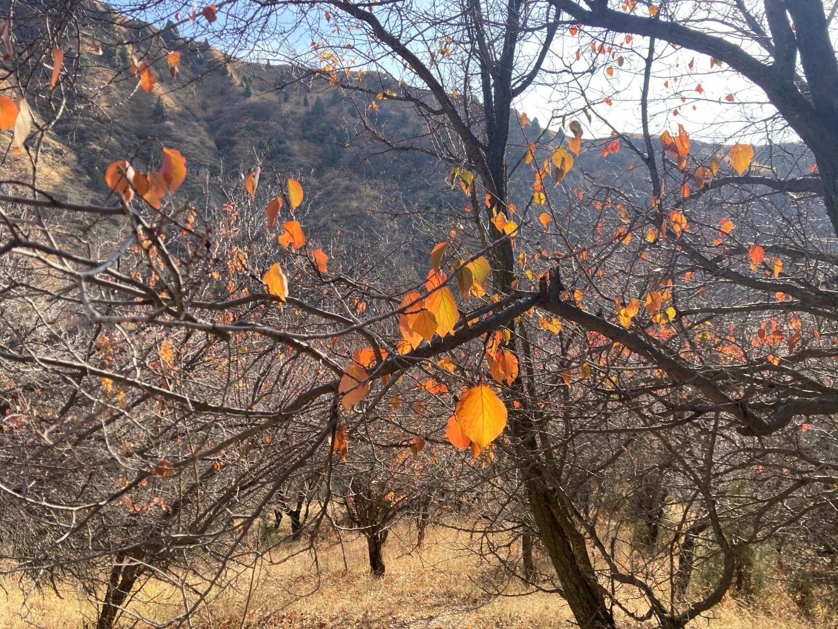 Узбекистан вдоль и поперек - этнографическая экспедиция (9 дней) (41/44)