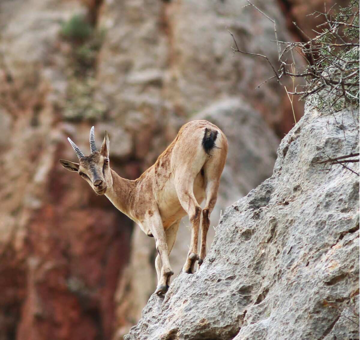 ЭКСКЛЮЗИВ АРМЕНИЯ - ПРИКЛЮЧЕНЧЕСКИЙ ТУР (14/31)
