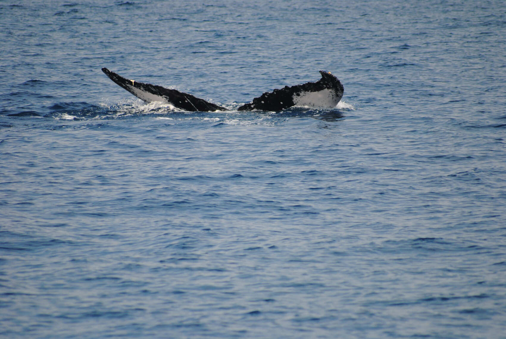На китов в Териберку + Мурманск! (группа до 8 чел.) (12/38)