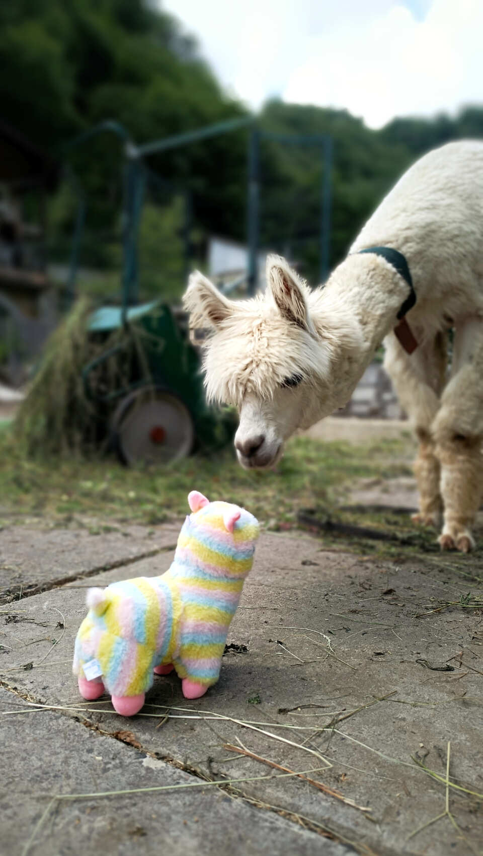 Индивидуальная поездка на ферму альпак — День с плюшевыми милашками (12/18)