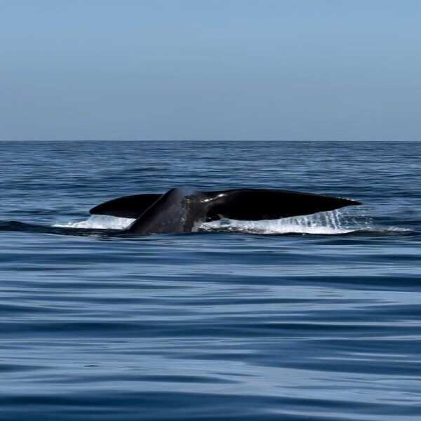 Сокровище Маврикия-Горбатые Киты И Кашалоты (2/52)