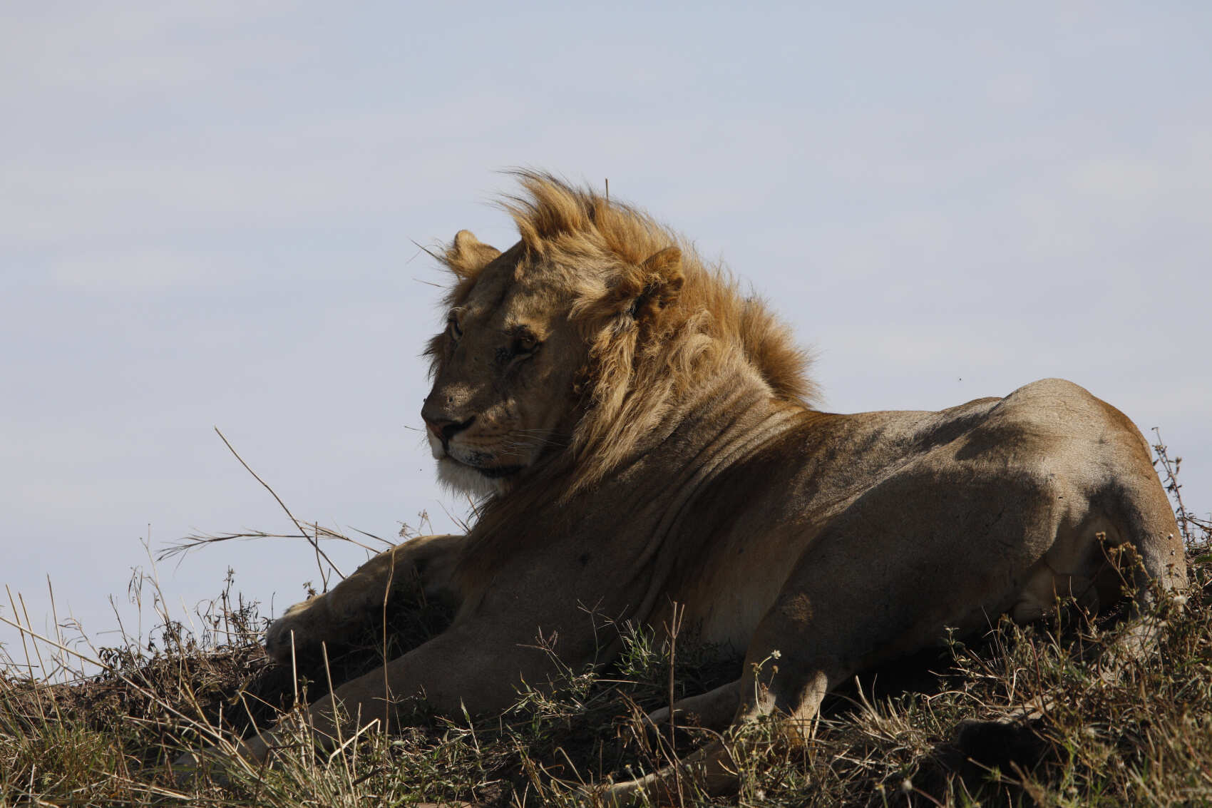 Незабываемые впечатления от сафари в Масаи-Мара (5/14)