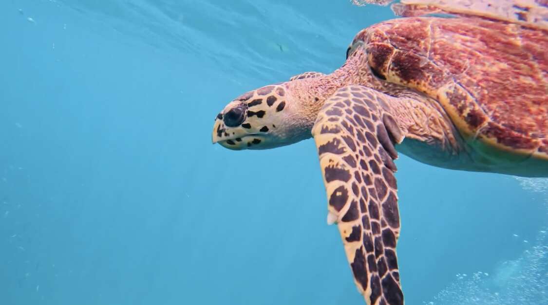 Путешествие на необитаемые острова архипелага Phi Phi. Сноркелинг с черепахами (37/41)