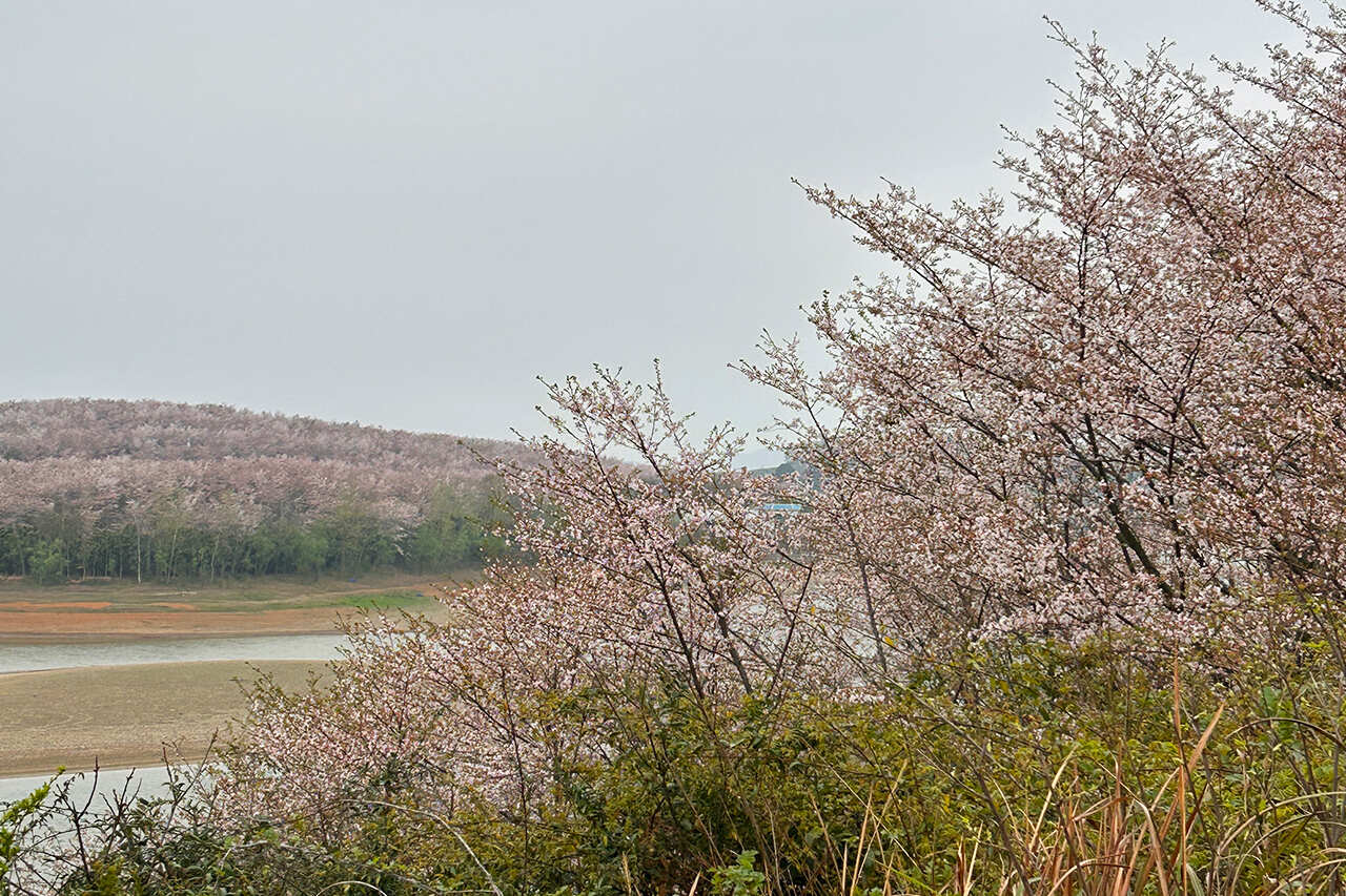 Китай. Цветение Сакуры и национальные парки. Мудрость Веков. (19/60)
