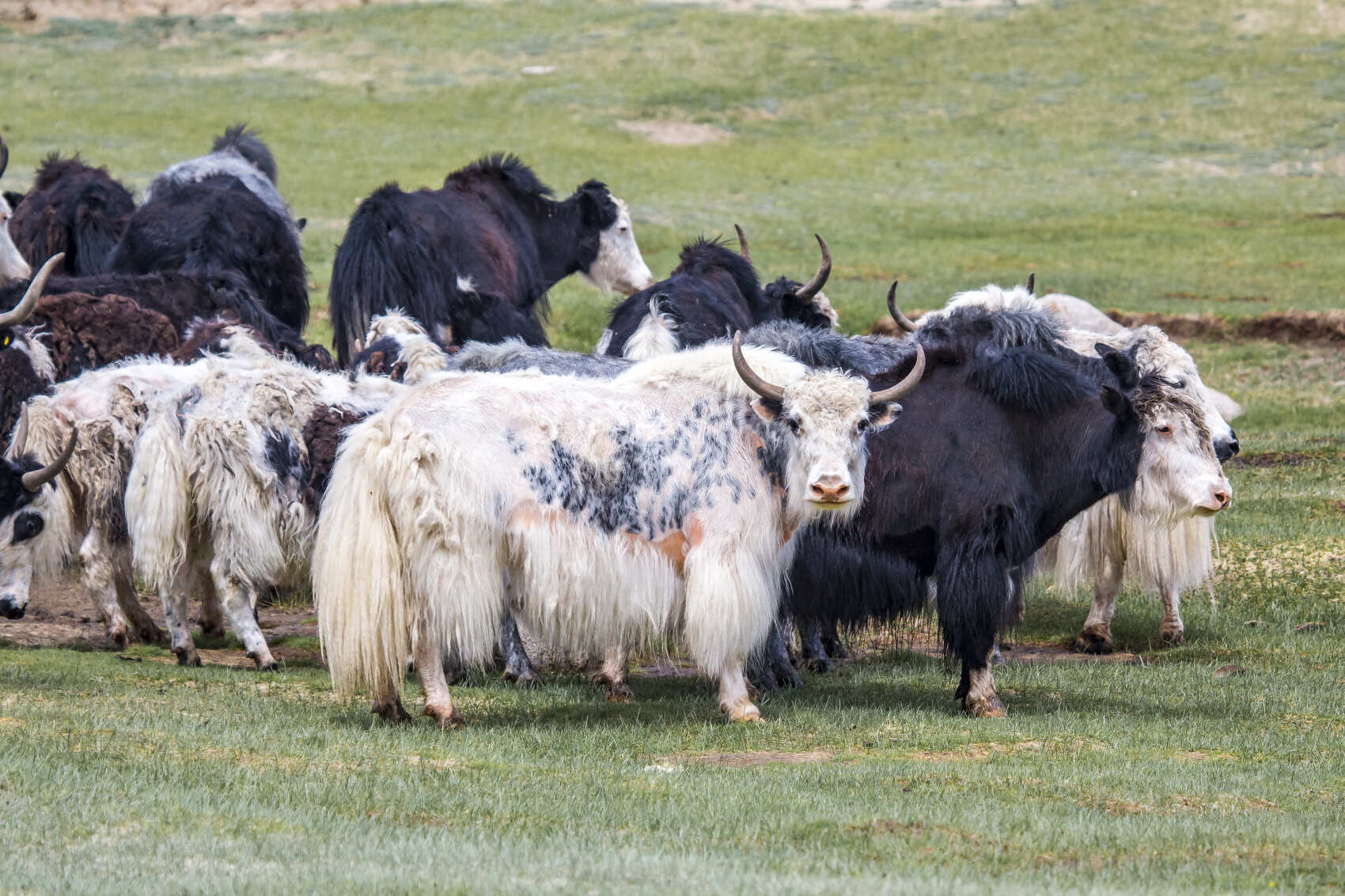 Алтай-Тыва-Хакасия: Экспедиция на внедорожниках (5/9)