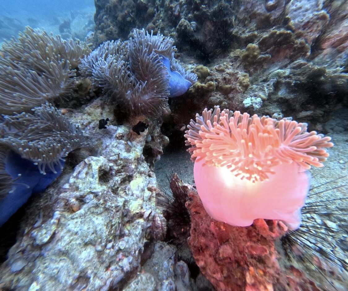 Дайвинг с индивидуальным инструктором. Для Новичков и профессионалов (29/50)