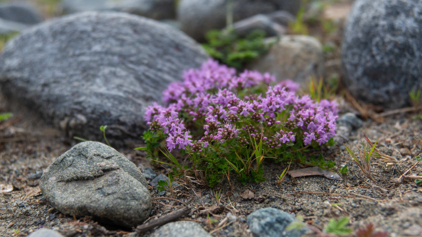 Путешествие Золотое кольцо Алтая обратный маршрут (4/32)