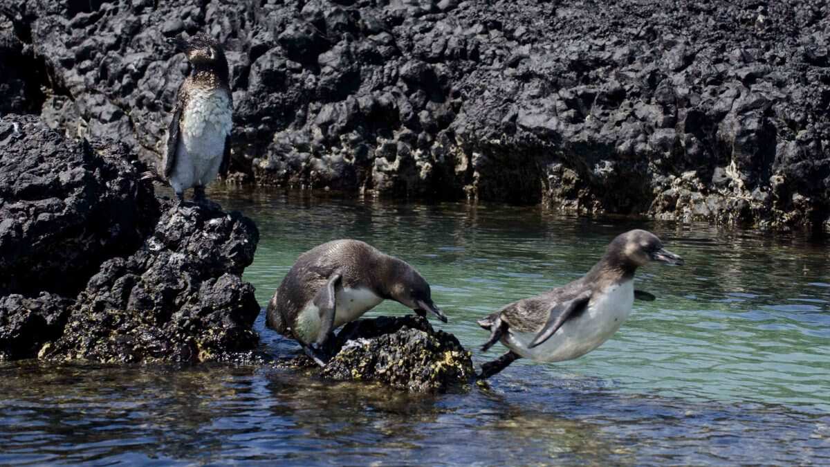 8-дневный тур по Галапагосским островам (Санта-Круз — остров Исабела — Сан-Кристобаль) (2/7)
