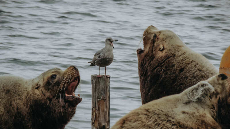 Камчатка От вулкана до океана (19/63)