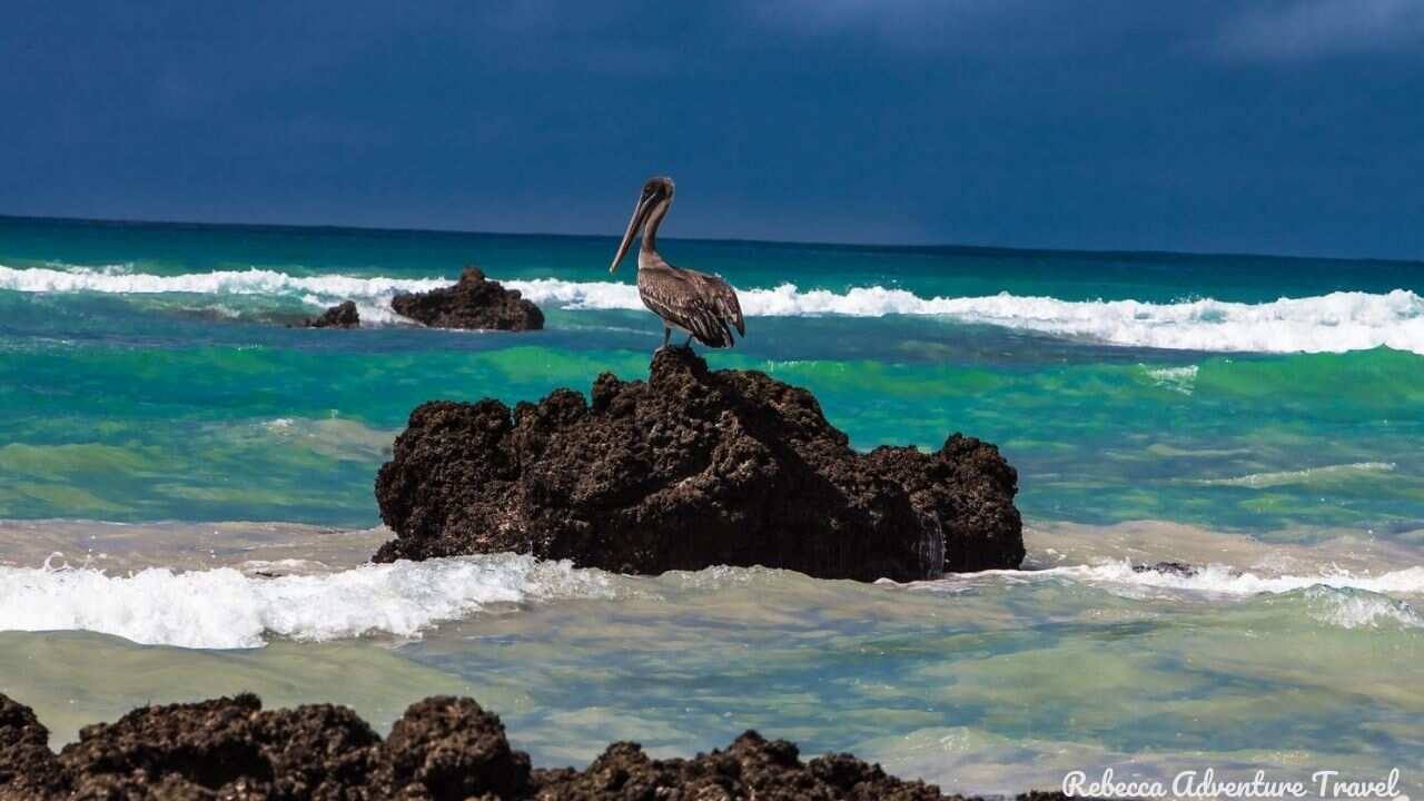 7 дней очаровательных Галапагосских островов (2/7)