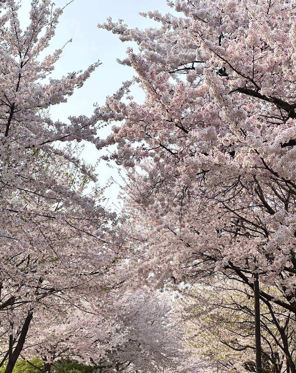 Южная Корея и остров Чеджу. (33/101)