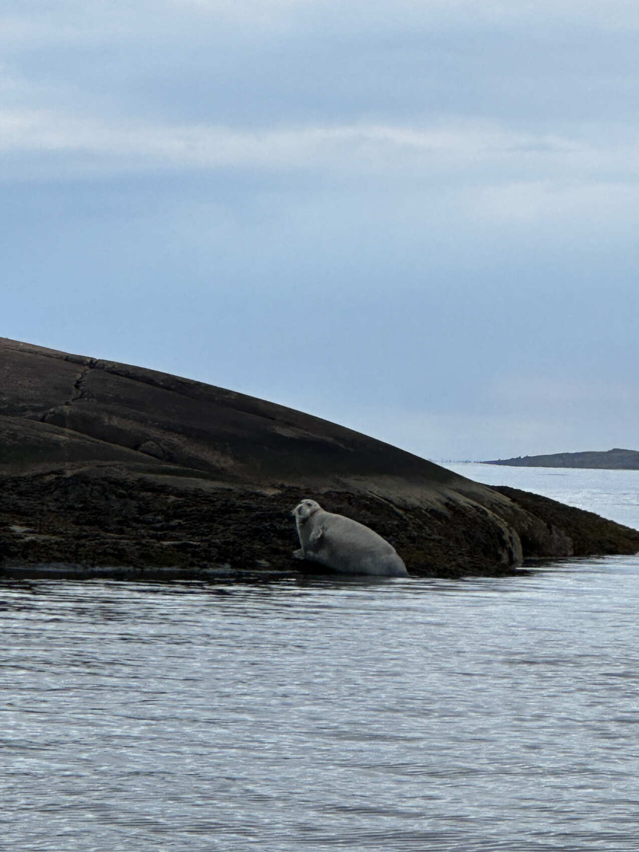 Тайны Белого моря. Архипелаг Кузова (22/39)