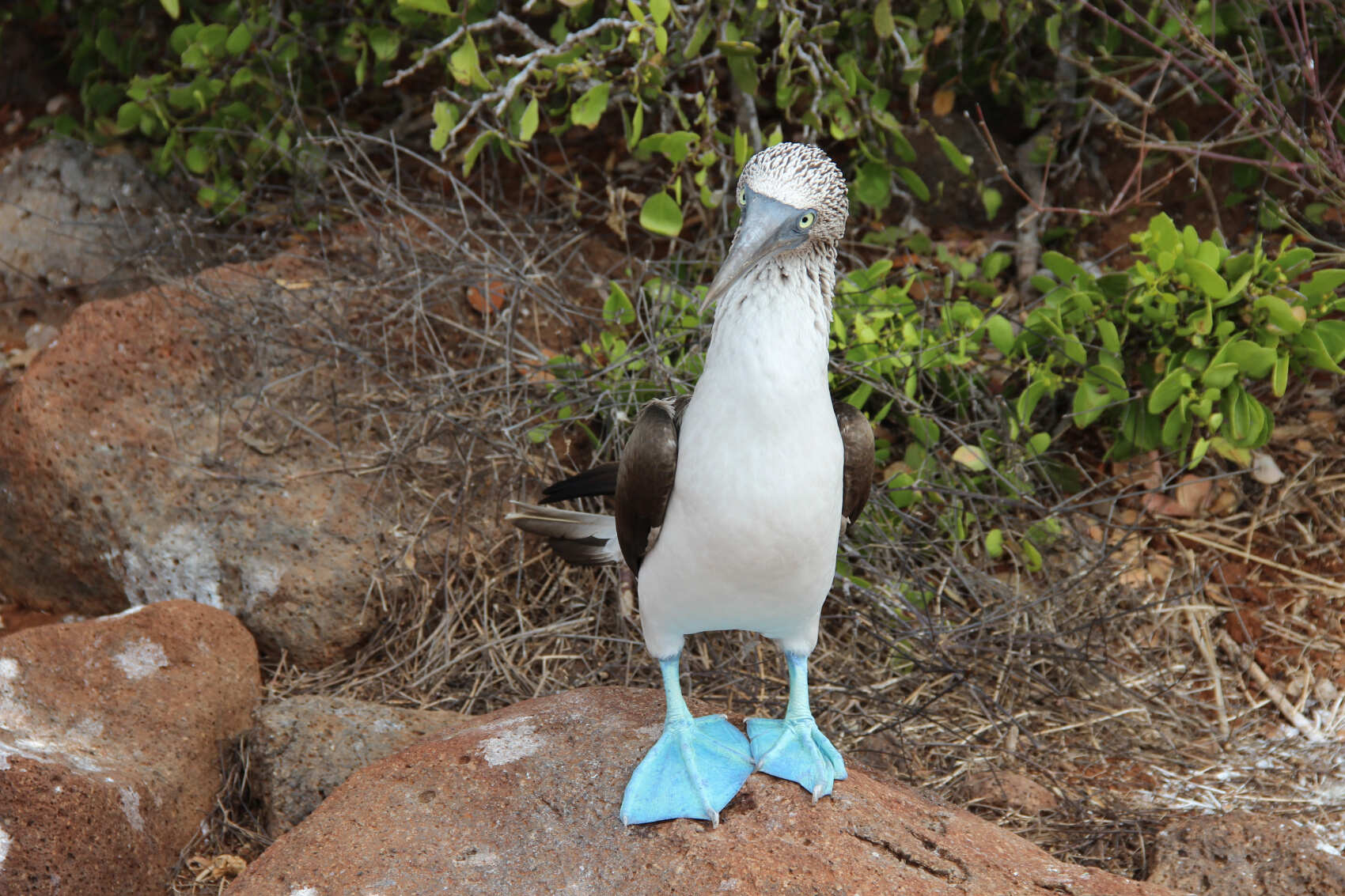 10 дней. Основные моменты Галапагосских островов: небольшая группа (8/18)