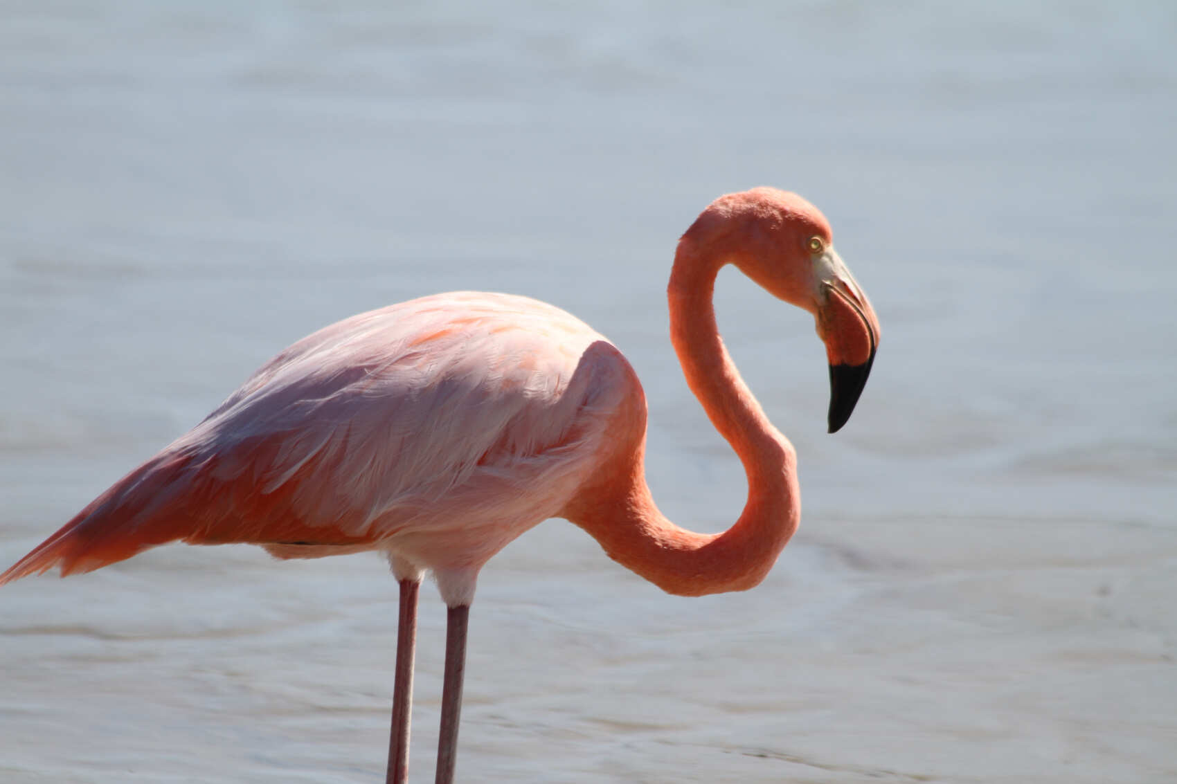 8-дневная прогулка по Галапагосским островам в Санта-Круз и Исабеле (3/31)