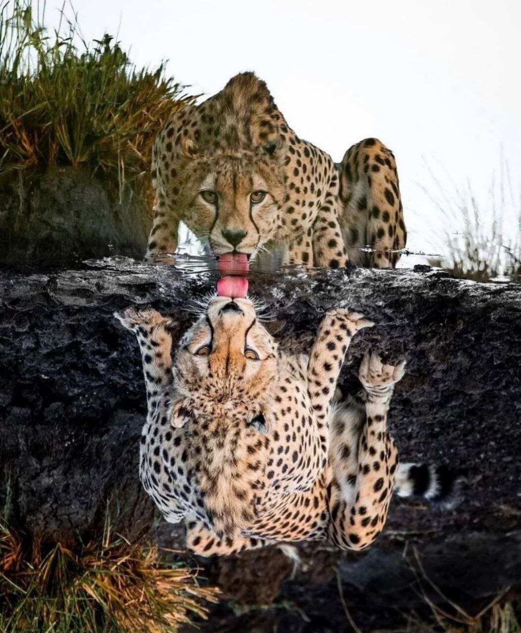 Сафари Яла забираем из любого города Шри-Ланки (6/9)