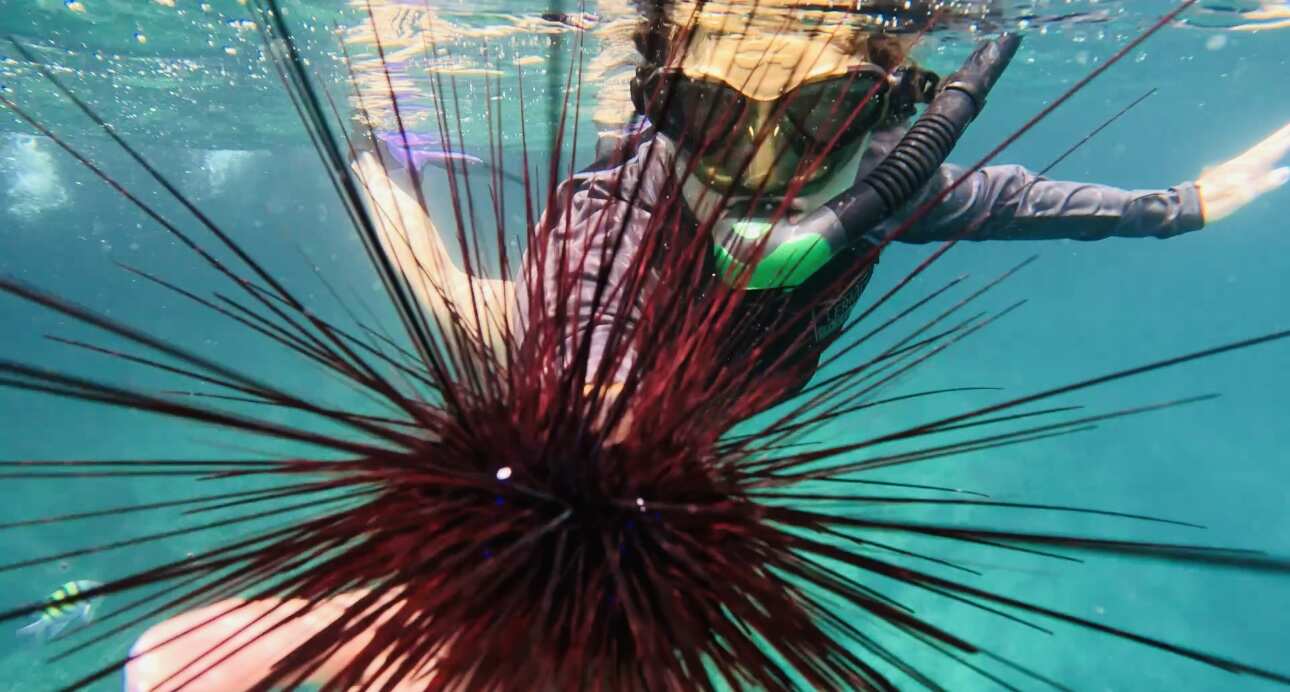 Путешествие на необитаемые острова архипелага Phi Phi. Сноркелинг с черепахами (31/41)