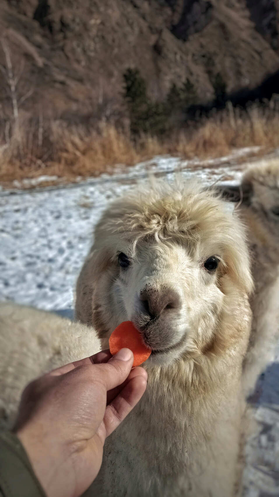 Индивидуальная поездка на ферму альпак — День с плюшевыми милашками (3/18)