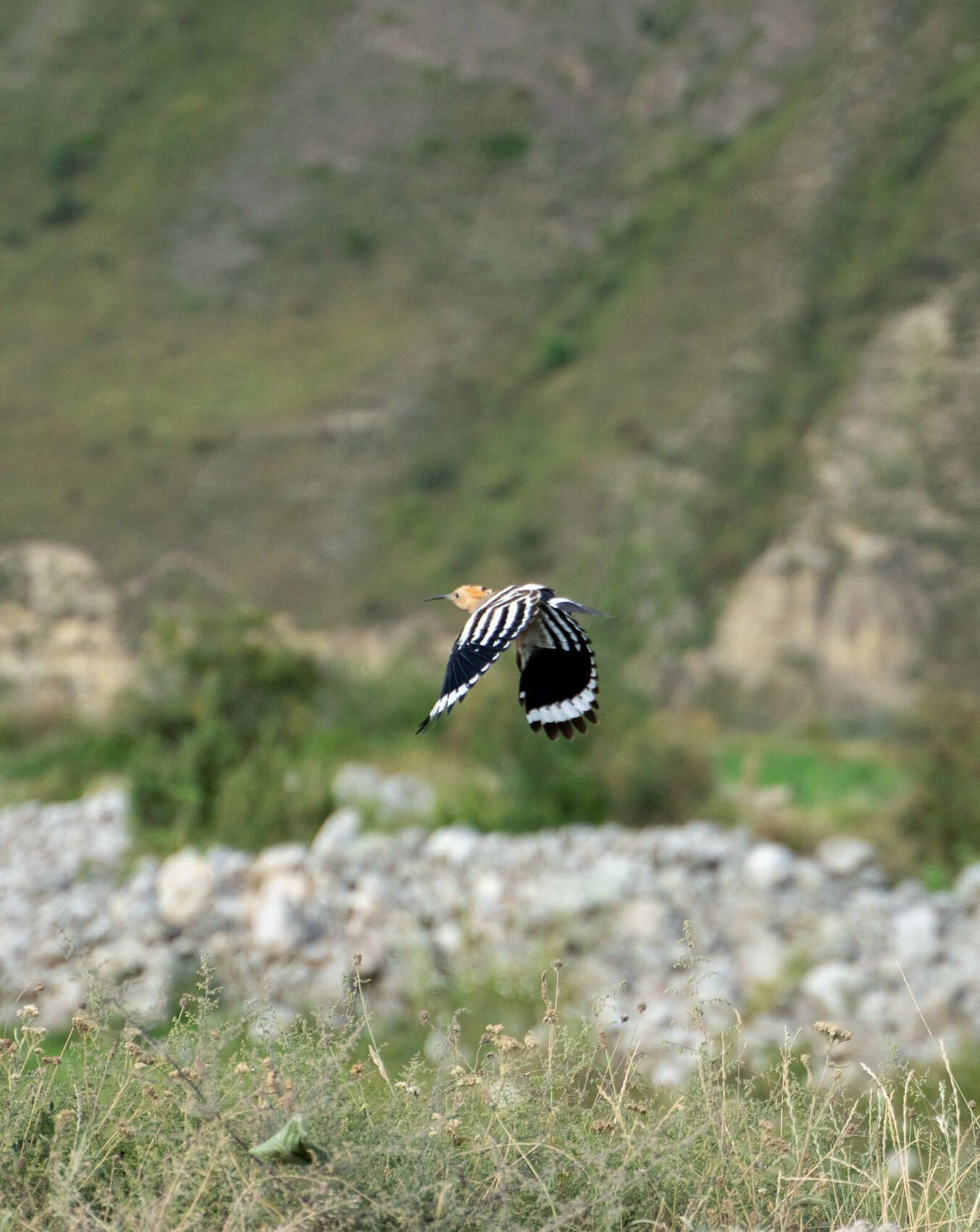 Северная Осетия и Кабардино-Балкария (47/91)