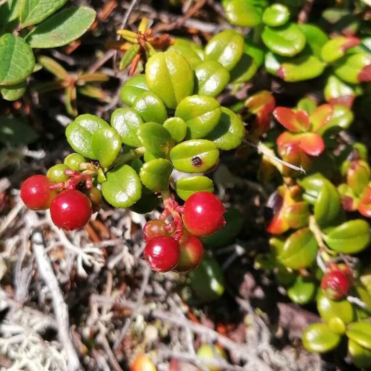 Конный тур к реке Дремучая: Следы последнего извержения Корякского вулкана (5/17)