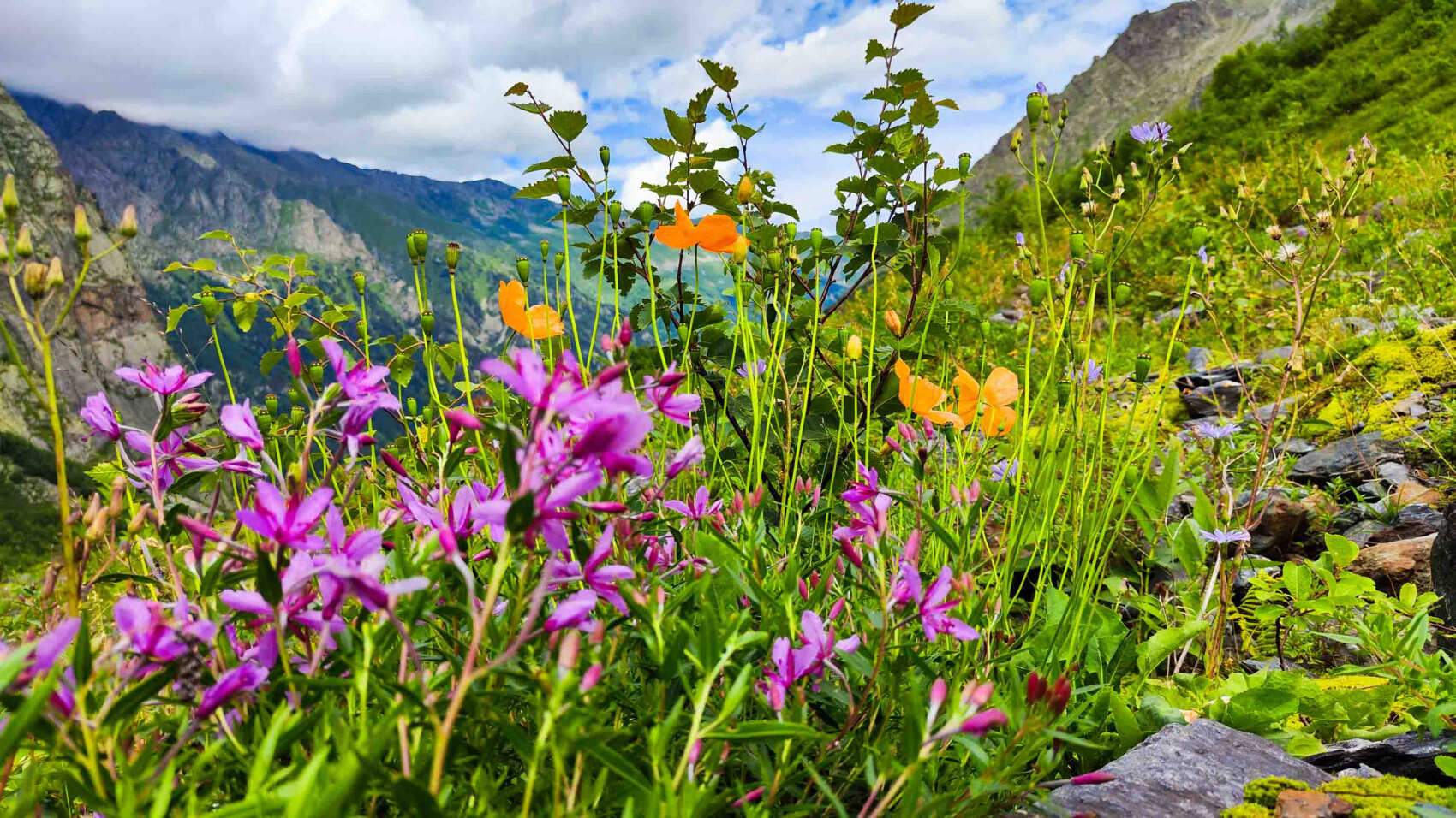 Осетия, Ингушетия и Чечня! (15/45)