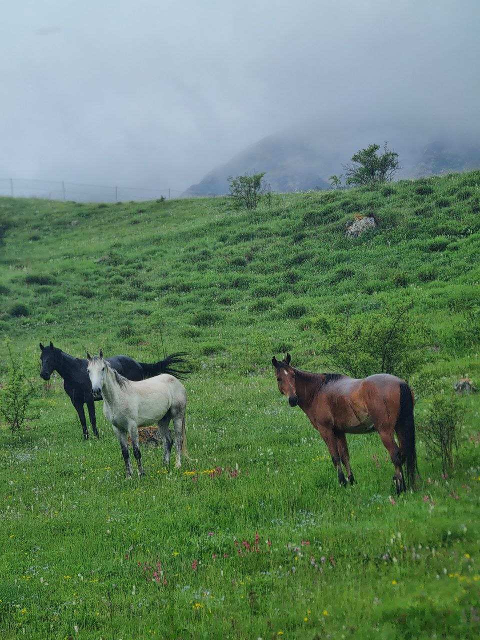 Дигория (8/10)