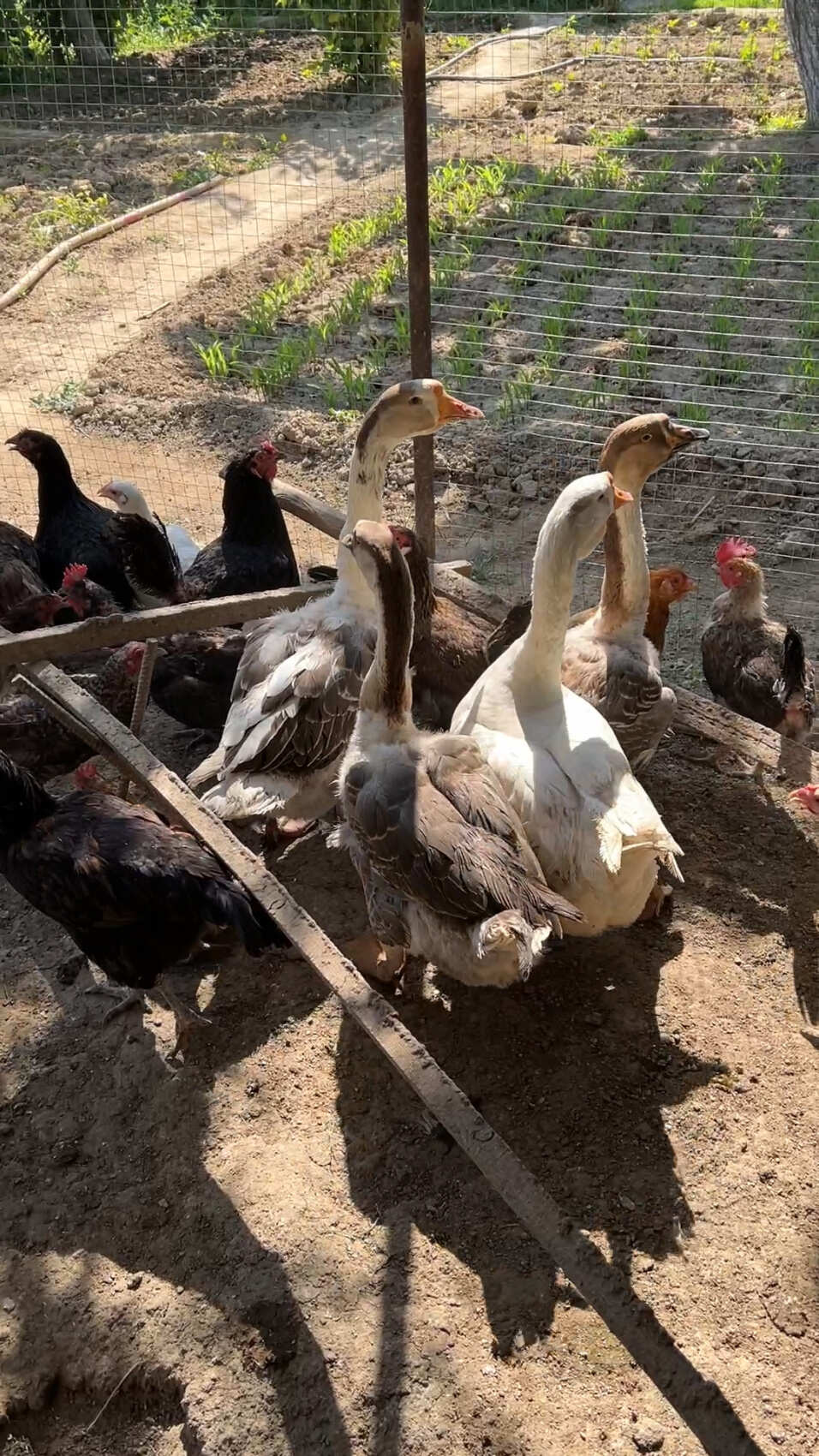 Душевный Узбекистан (38/42)