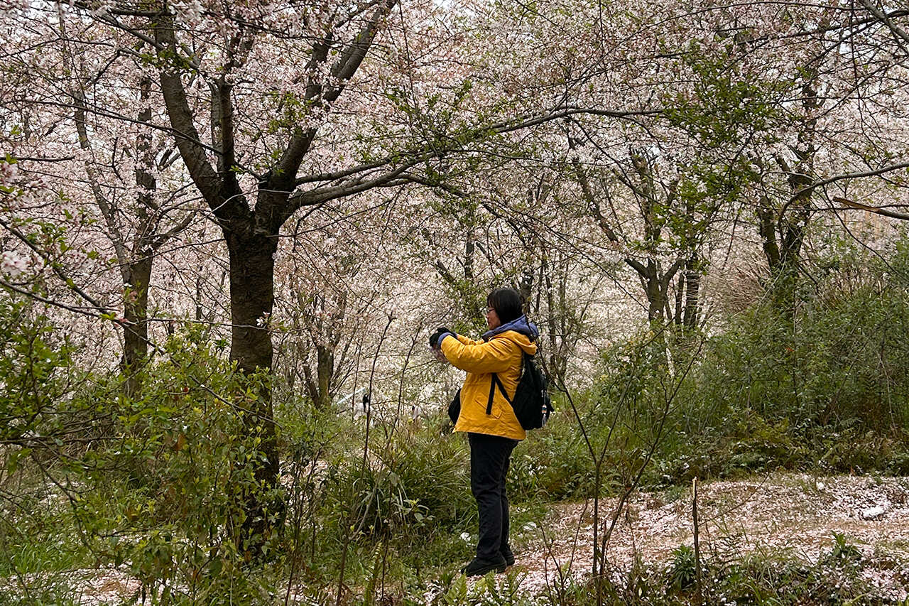 Китай. Цветение Сакуры и национальные парки. Мудрость Веков. (13/60)
