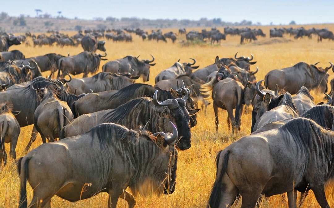 5-дневный сезон отёла миграционного сафари в Серенгети (4/10)