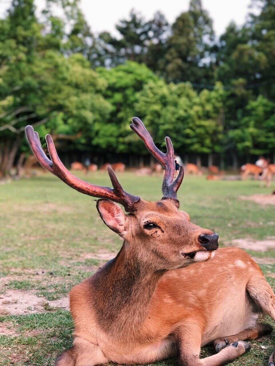 Япония в сезон цветения сакуры. Большое путешествие по всей стране (2/37)