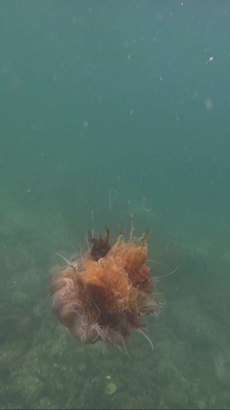 Рыбачий-Премиум 2.0: киты + джипинг + безлимит морепродуктов (по запросу, для готовых групп) (19/31)