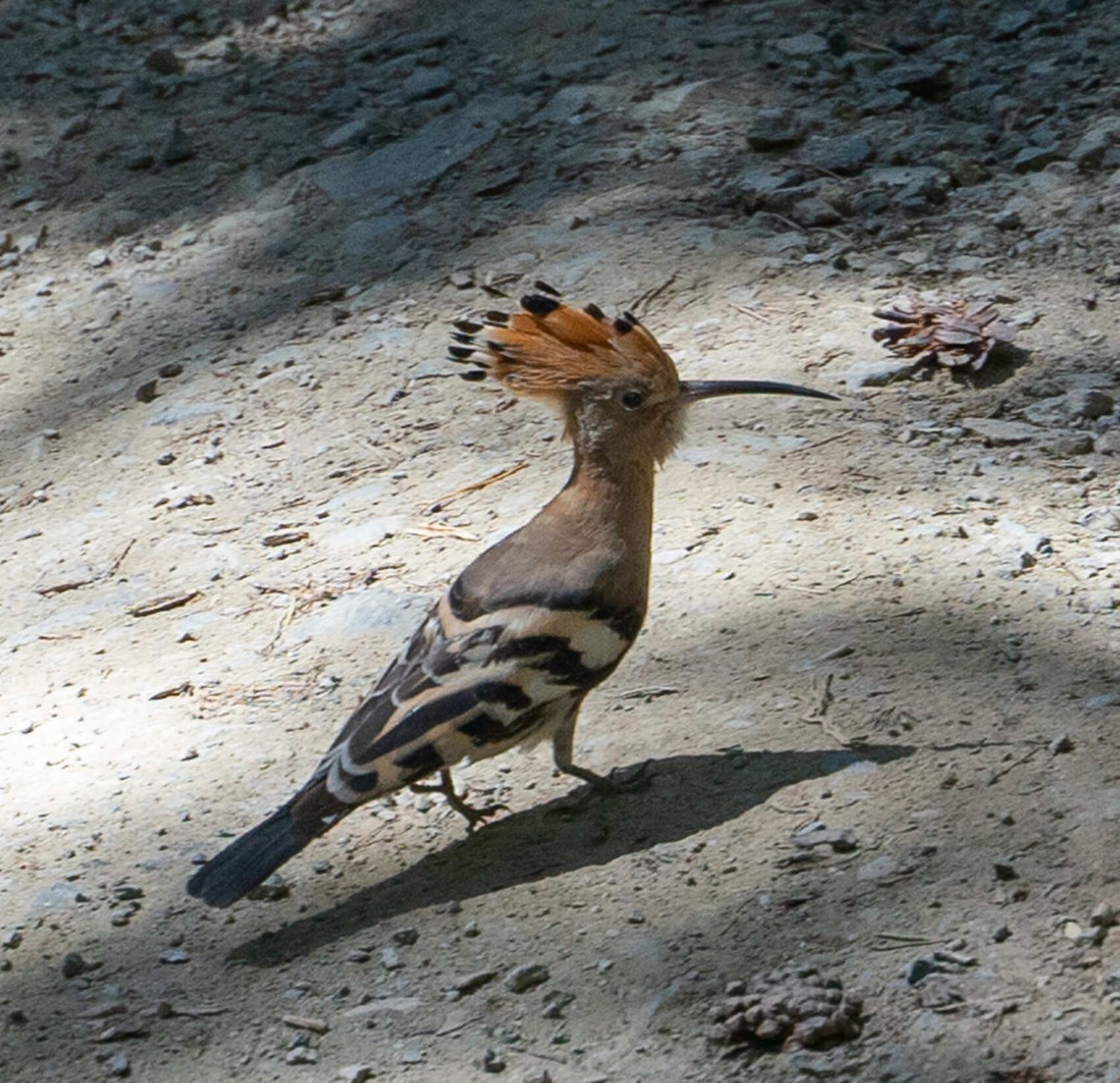 Северная Осетия и Кабардино-Балкария (46/91)