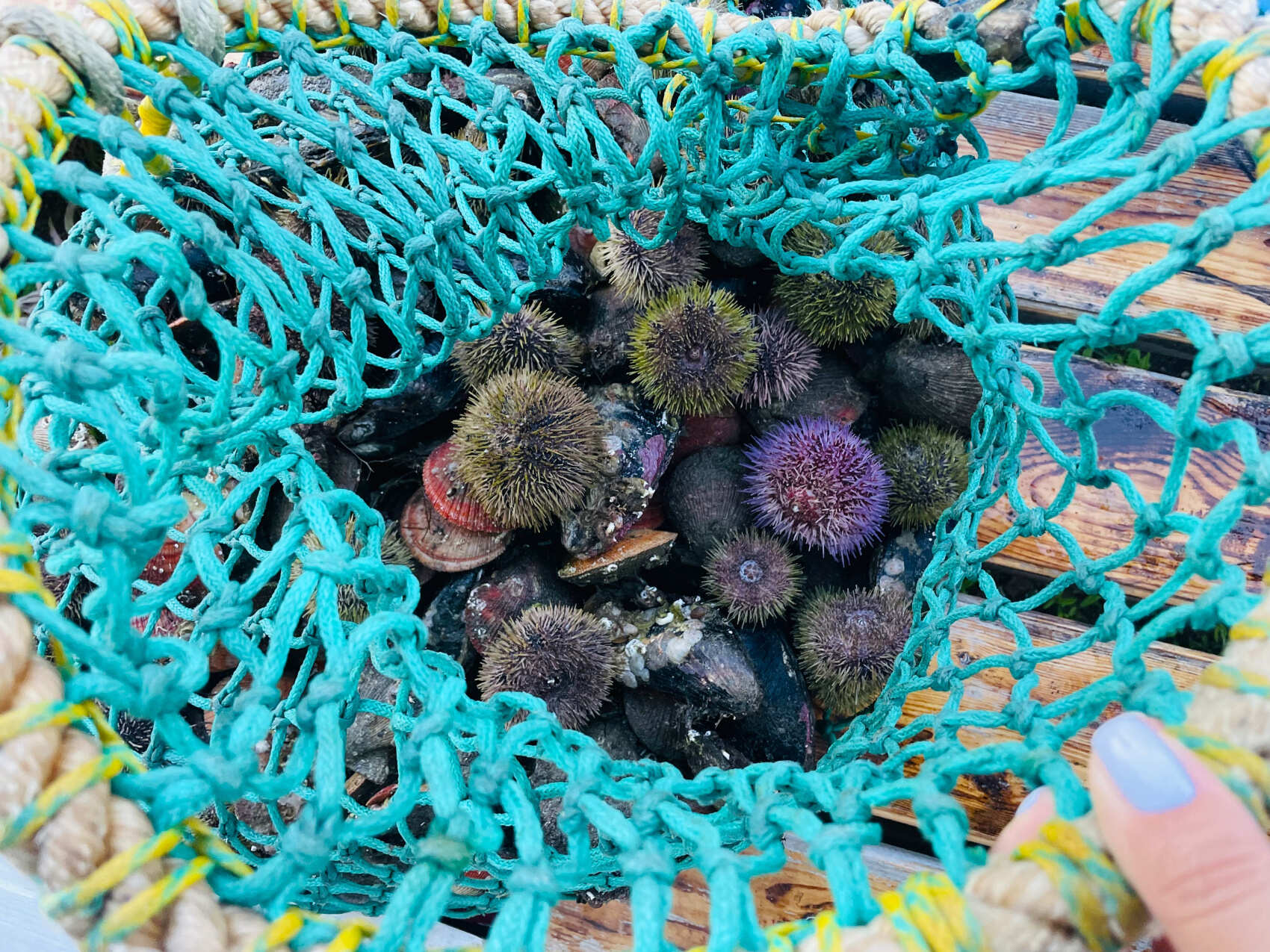 Рыбачий и Средний + киты (по запросу, для готовых групп) (6/17)