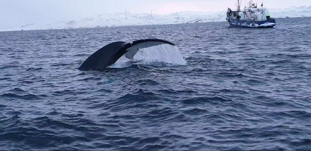 Тур Териберка - фотоохота на китов, наблюдение за северным сиянием, экскурсии и снорклинг