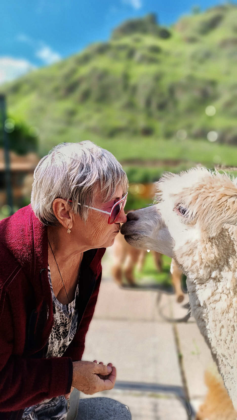Индивидуальная поездка на ферму альпак — День с плюшевыми милашками (13/18)