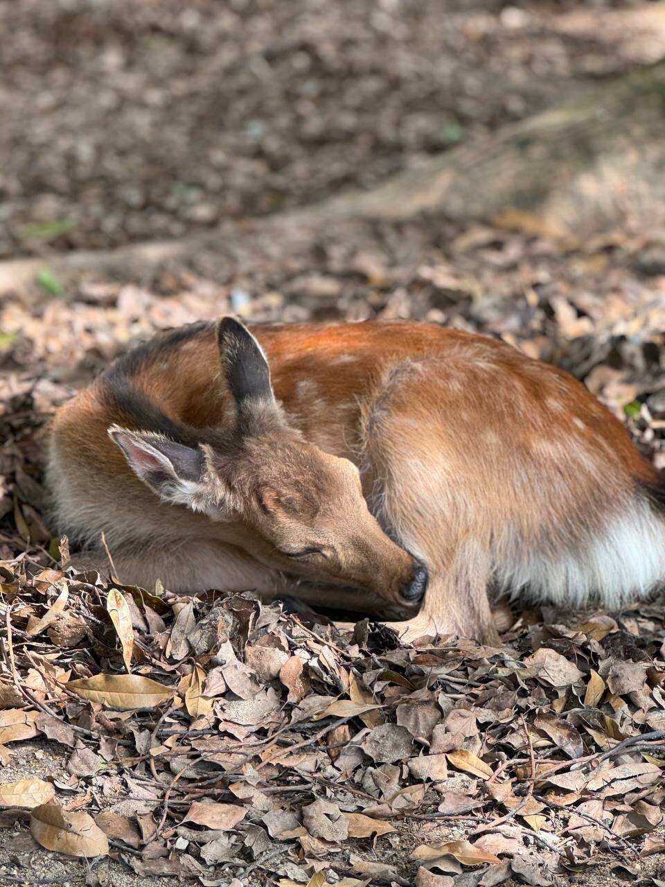 Навстречу гейшам и самураям. Япония на цветение и фестиваль 2026 (10/64)