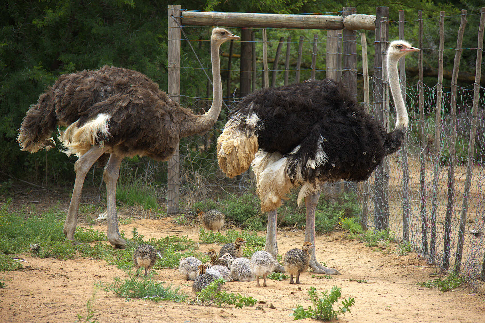 Топ-тур в Юар: треккинги, сафари и киты (34/64)