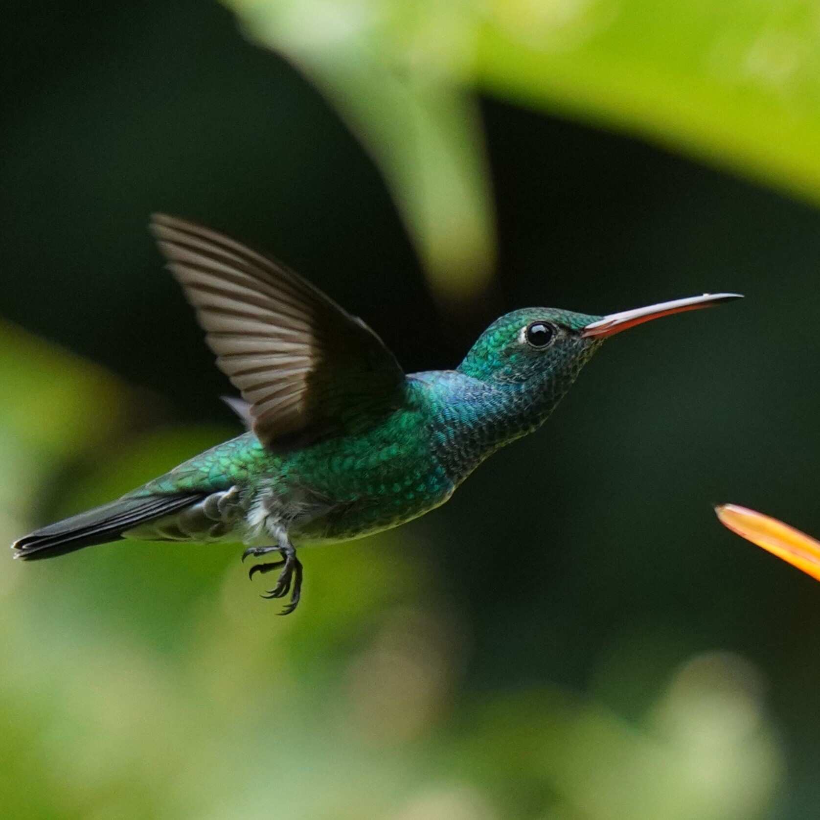 5-дневная экспедиция по Амазонке в Напо (7/23)