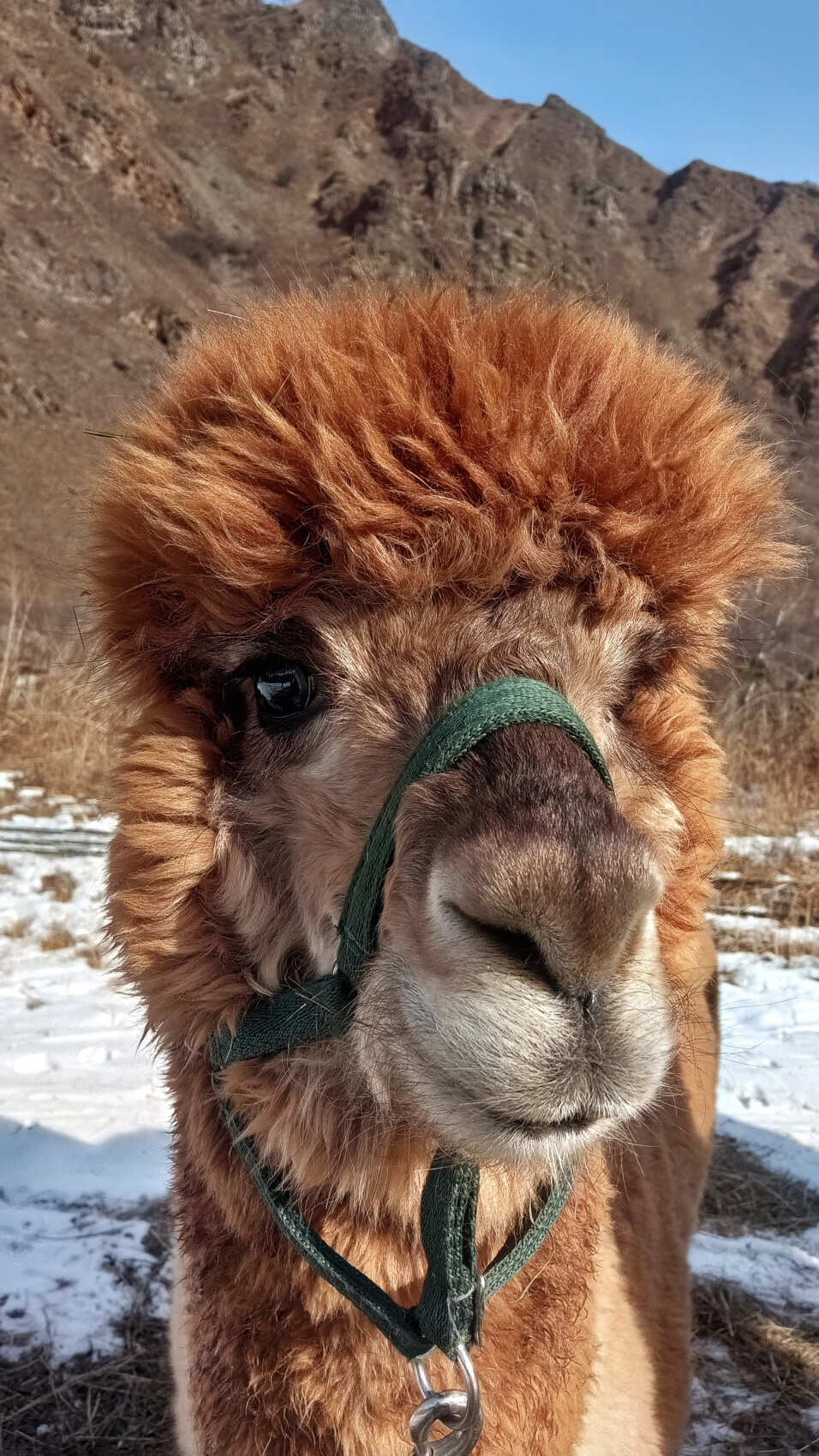 Индивидуальная поездка на ферму альпак — День с плюшевыми милашками (7/18)
