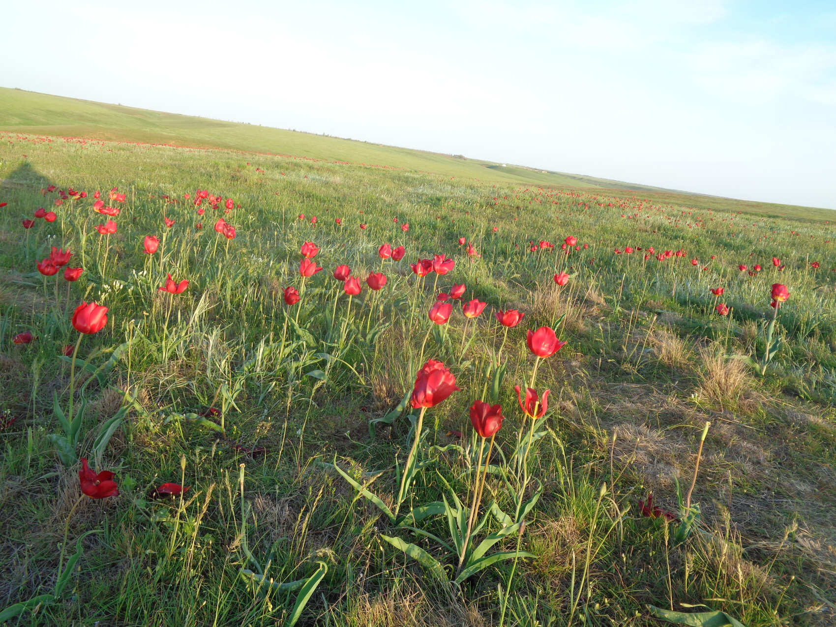Калмыкия, тюльпанные поля, озеро Баскунчак и Золотая Элиста (5дн./5 ноч.) (18/51)